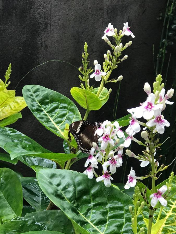 Griya Telaga Jumpung Apartment Ubud  Exterior photo